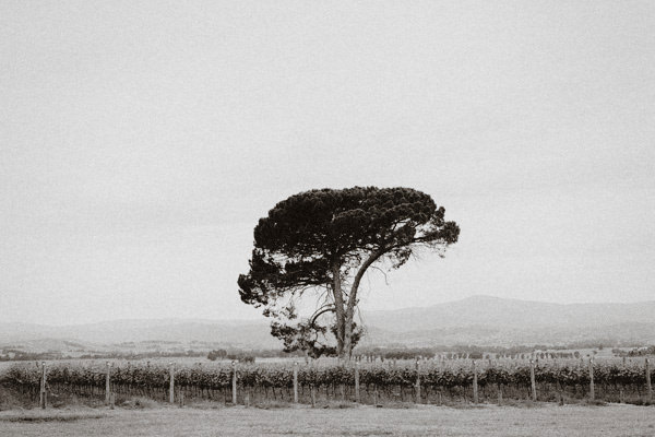 yarra valley wedding photography