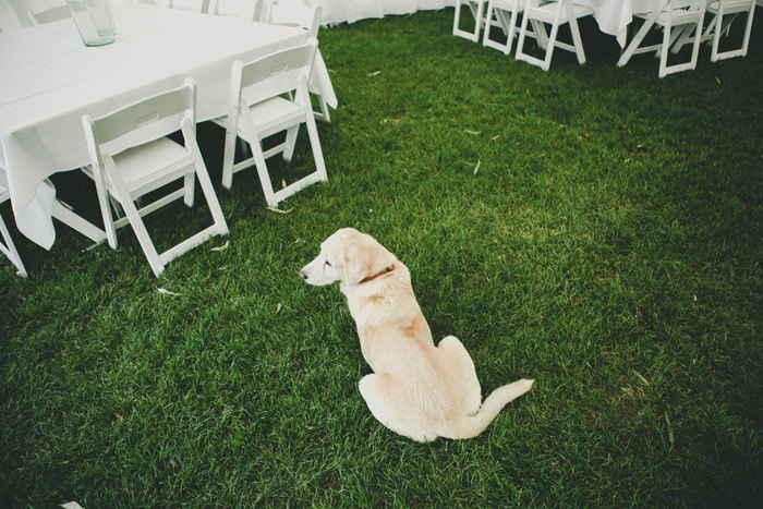 yarra valley wedding photography