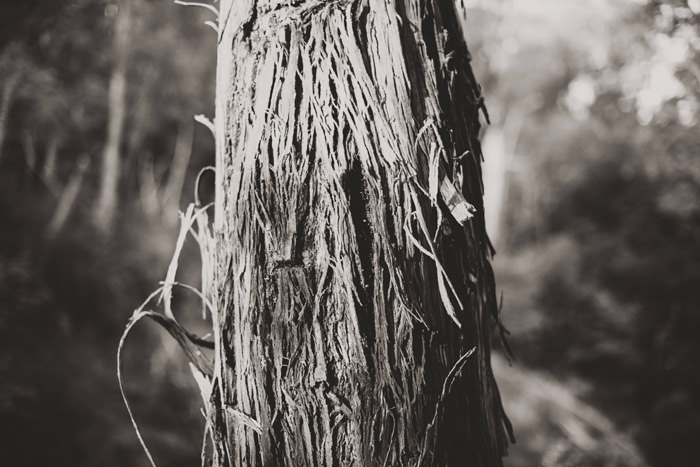 yarra valley wedding photography