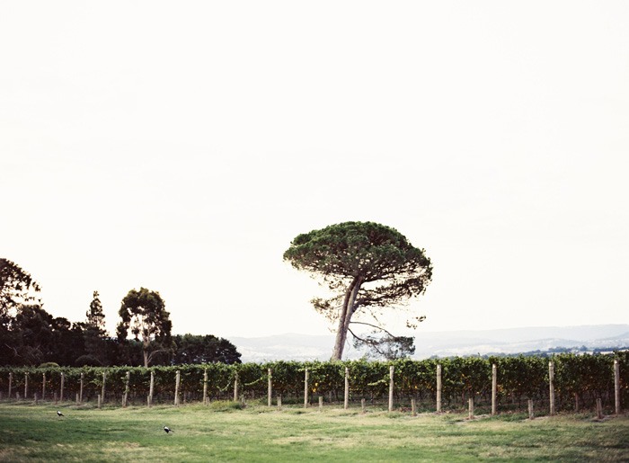 yarra valley wedding photography