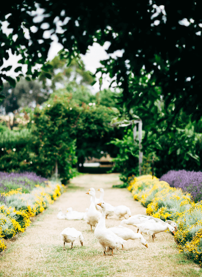 lavandula lavander farm