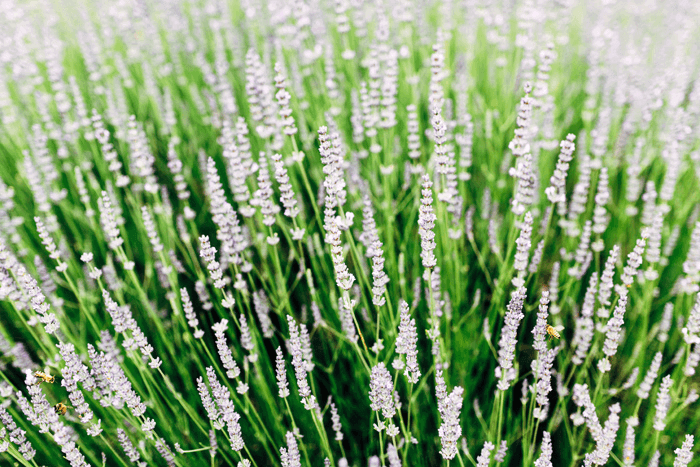 lavandula wedding hepburn springs