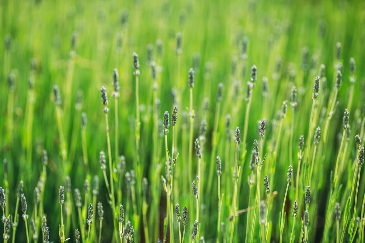 lavender daylesford wedding