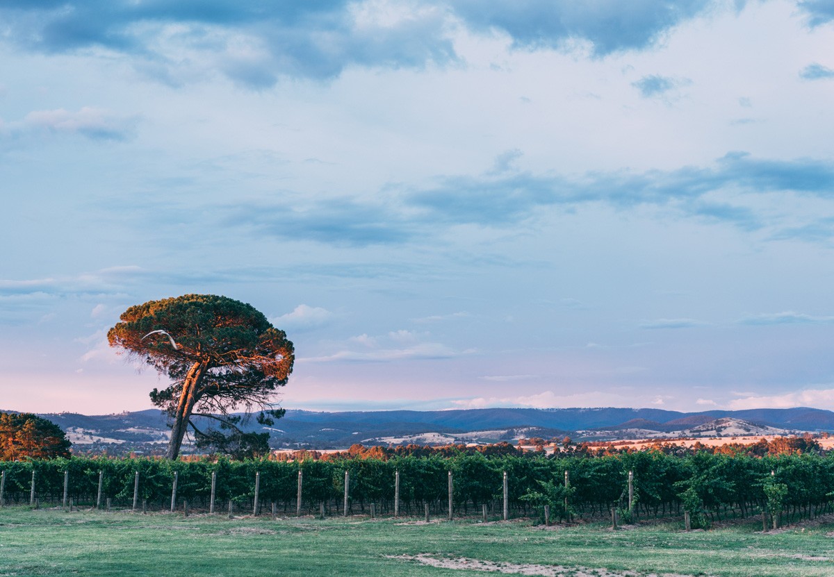 YARRA VALLEY WEDDING AT STONES OF THE YARRA VALLEY