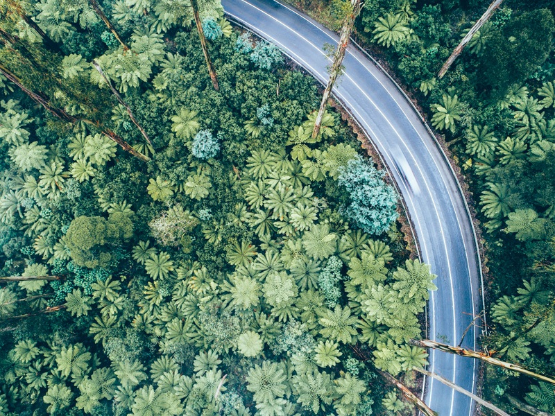 forest photography from a drone