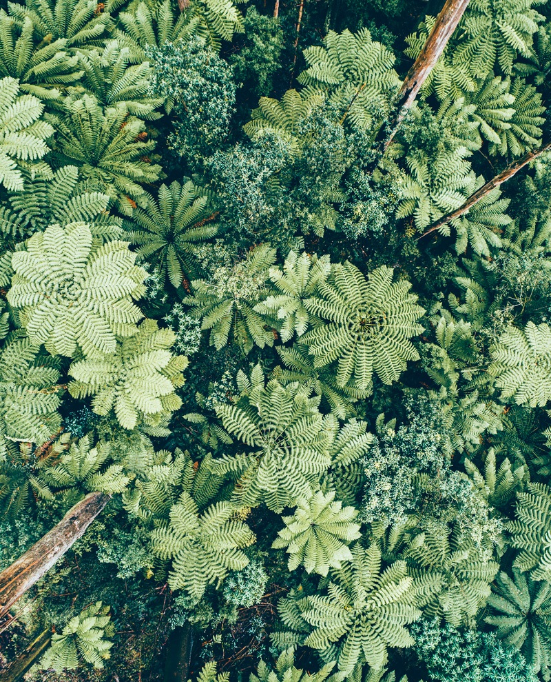 black spur drone photography