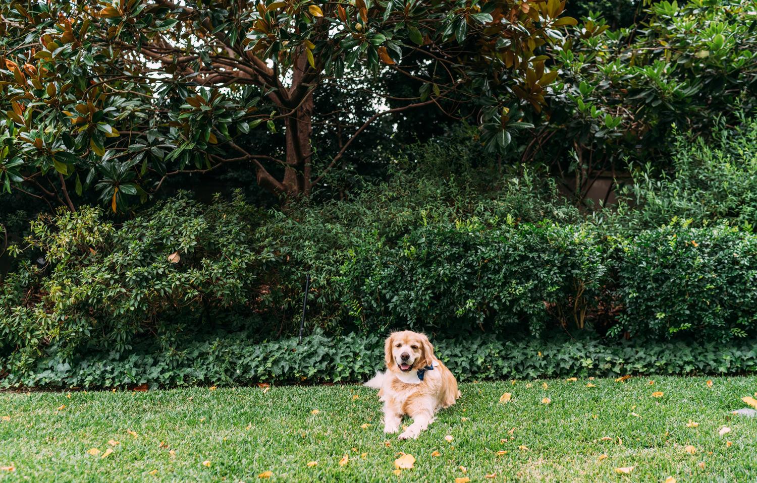 yarra valley wedding photography